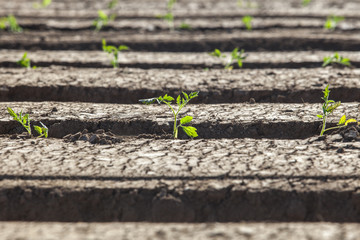 Tomato seedling recently planted