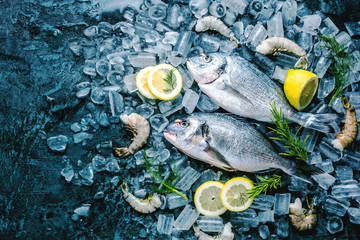 Frische Royal Dorade auf dunkelem Hintergrund