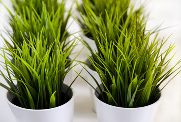 Grass texture. Fresh green spring grass with dew drops background, closeup. Sun. Soft Focus. Abstract Nature spring Background, springtime. Environment concept, lawn, Meadow grass