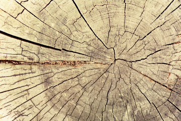 Wood structure, abstract background. Copy space. Dry old tree with cracks. Wooden cross section showing growth rings.