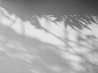 shadow of the leaves tree on a white wall