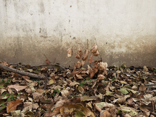 old cement wall with dry leaf