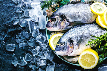 Frische Royal Dorade auf dunkelem Hintergrund