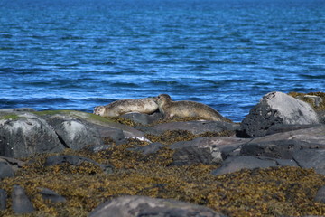 seals on ocean beach