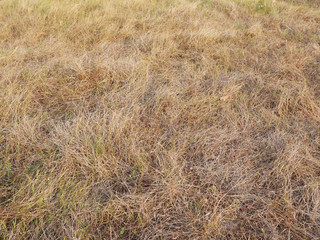 Dry grass land