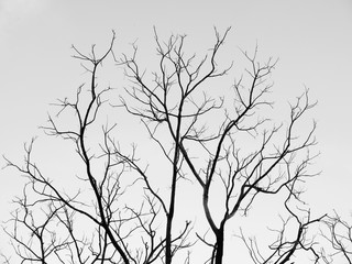 Silhouette tree