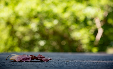 Leaf in the park