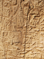 bark texture