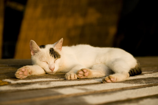 竹富島の猫