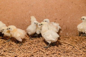 little chicken in farm