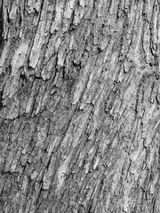 bark texture