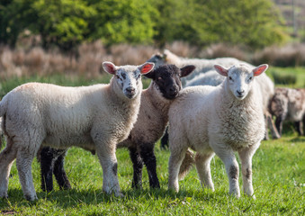 Naklejka na ściany i meble Three Irish Lambs
