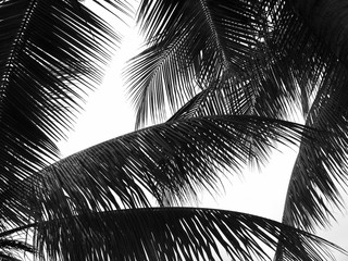 beautiful palms leaf on white background