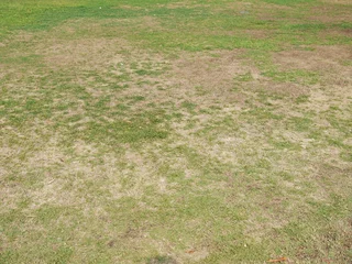 Gordijnen green grass and dry grass © srckomkrit