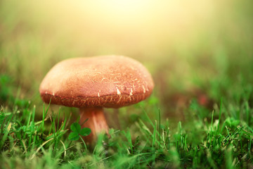 Large boletus in forest, edible mushroom porcini with sun leaks effect. Banner. Copy space. Found mushrooms under a tree during mushrooming