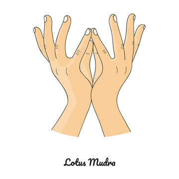 Padma Mudra / Gesture Of Lotus. Vector.