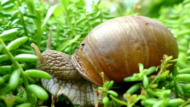Snail moving on green plants in the garden, time lapse, UHD.