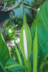 Obraz premium The peak of the flowering tree