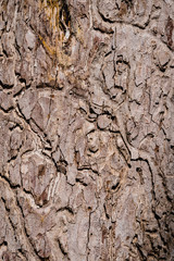 Shell of a tree