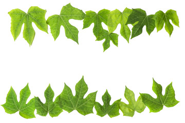leaves isolated on white background .clipping path included.