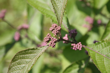 Callicarpa bodinieri branch with blossom . Purple flower of Beautyberry