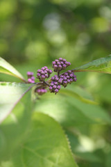 Callicarpa bodinieri branch with blossom . Purple flower of Beautyberry