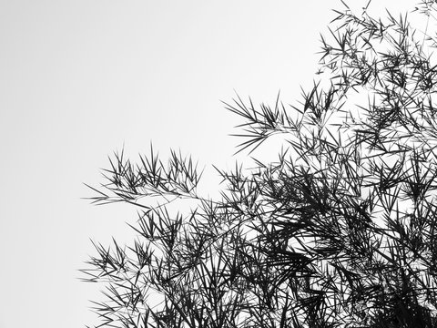 The leaves and branches of a bamboo tree seen as a silhouette