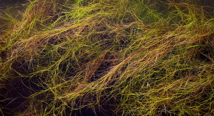 Plant growing in water seen below the surface