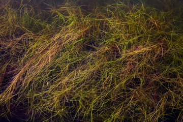 Plant growing in water seen below the surface