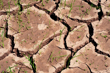 Dry ground cracked