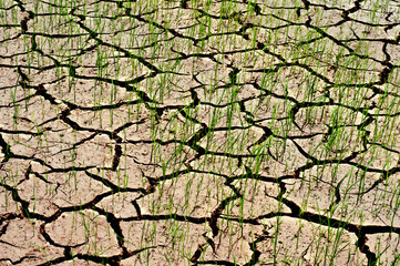 Dry ground cracked