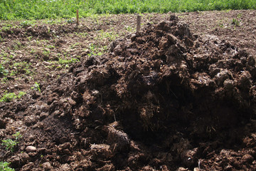 Organic fertilizer. Cow manure for agriculture in the field