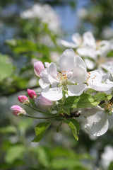 Flowering branch of Apple tree in the orchard. Springtime background