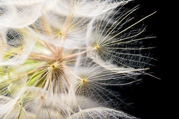 Dandelion seeds macro on black
