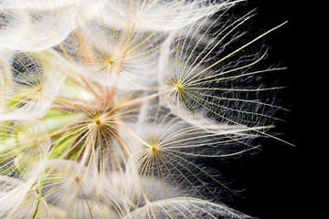 Dandelion seeds macro on black

