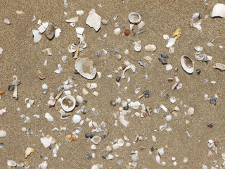 Sea stones and shell on sand beach texture under the surface