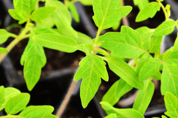 Green tomato seedling