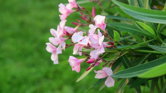 Oleander is perennial evergreen shrub