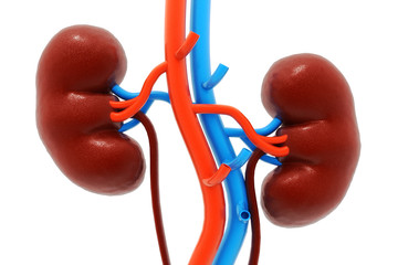 Human kidney