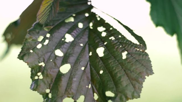 leaf with holes. sring season. Nature close up