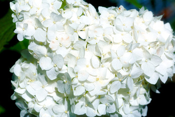 Fototapeta premium white hydrangea flowers. Floral background.