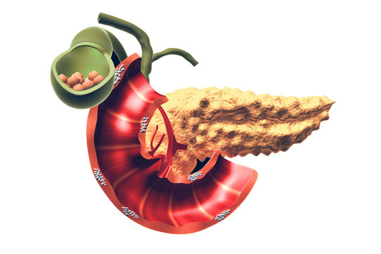 Human Pancreas