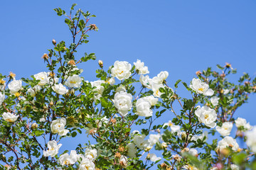 Beautiful white wild roses in bloom on bright blue summer sky background. Dogrose.