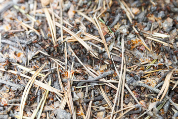 the texture of the forest ant