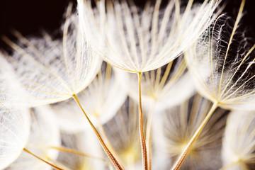 Macro dandelion seeds © Iaroslava Zubenko