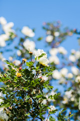 Beautiful white wild roses in bloom on bright blue summer sky background. Dogrose.