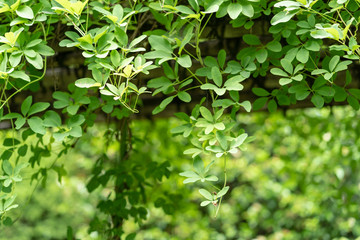 Obraz premium 植物