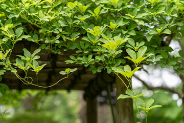 Obraz premium 植物