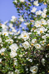 Beautiful white wild roses in bloom on bright blue summer sky background. Dogrose.