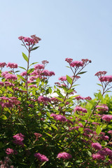 Spirea bush with beautiful pink flowers in summer